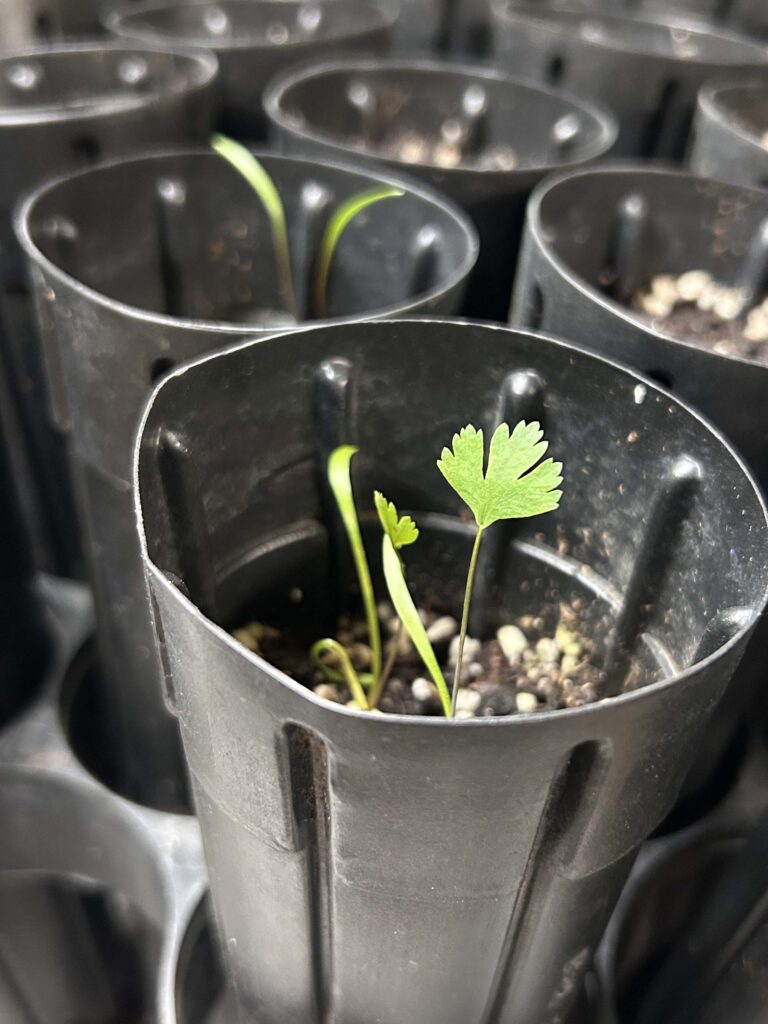 California lomatium seedling. M.A. McCrary.