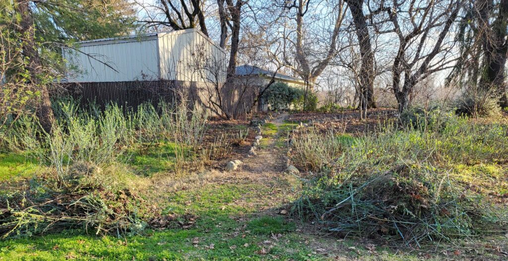 MMHCG pruned Matilija poppies. D. Mandel.