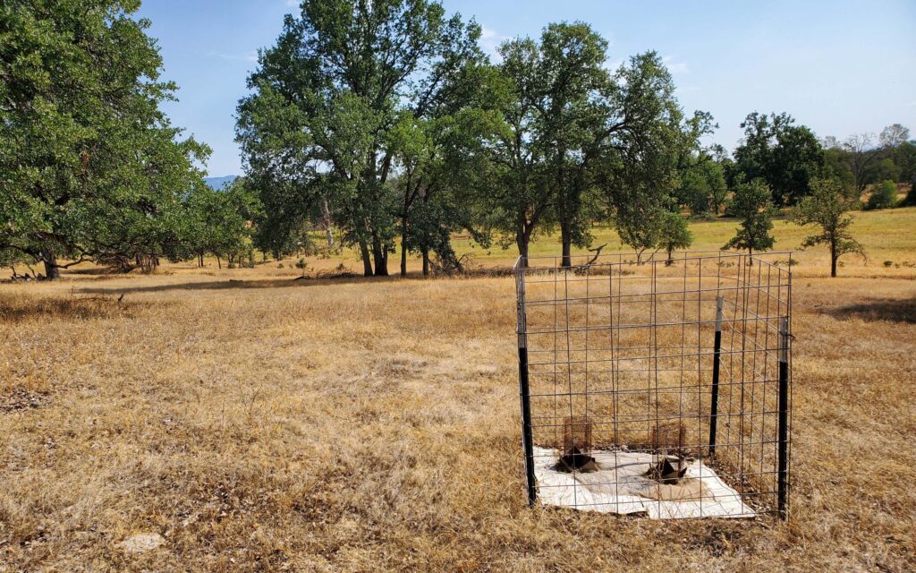 Oak study site. A. Herrera.