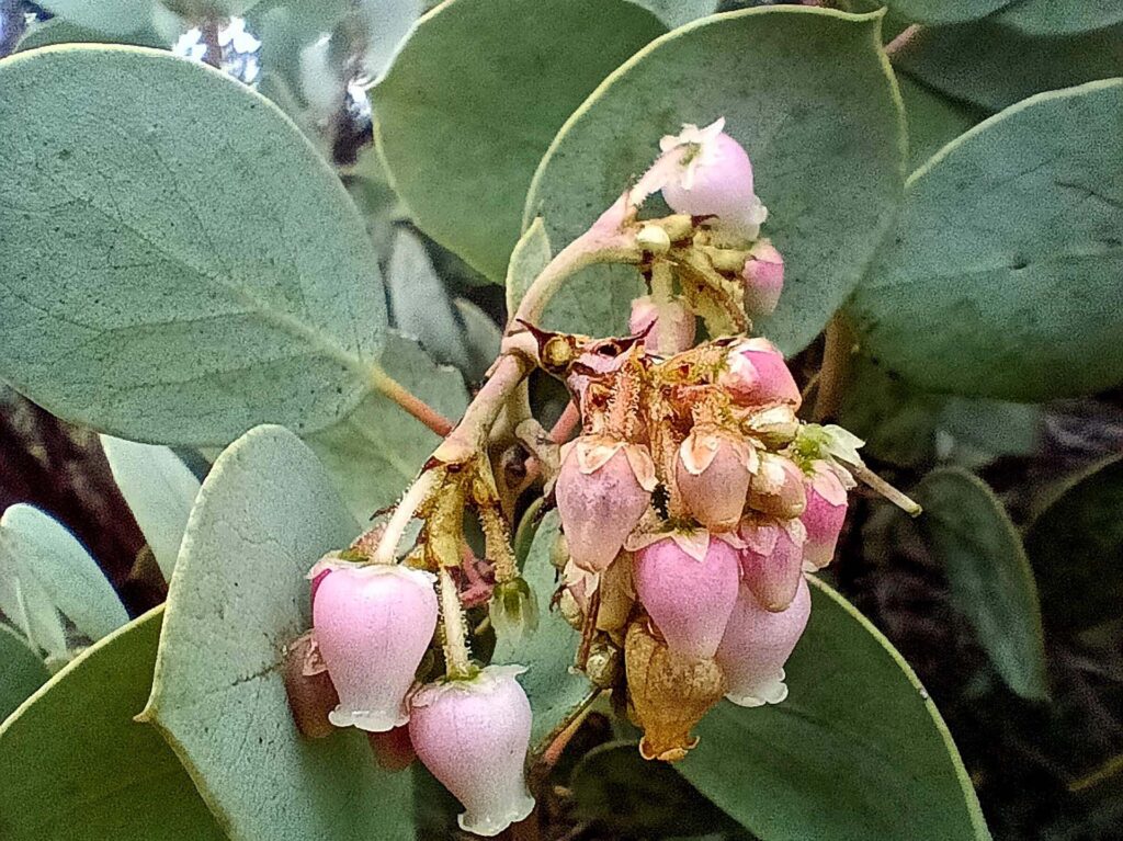 White-leaved manzanita flowers. B. Robertson.