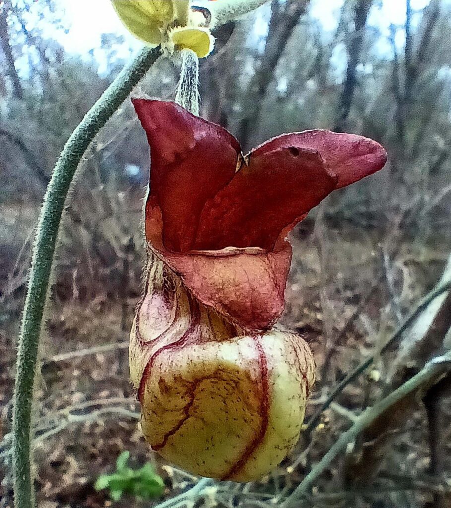 California pipevine flower. B. Robertson.