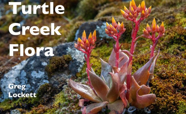 Canyon dudleya. G. Lockett.