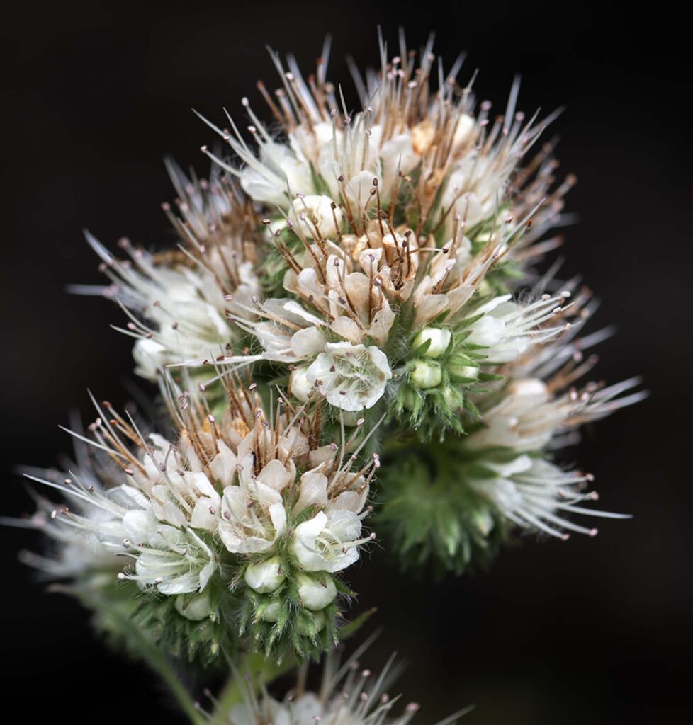 Rock phacelia. G. Lockett.