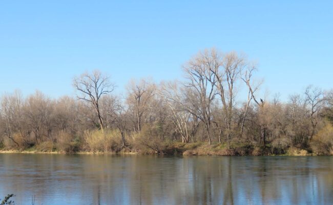 Sacto River boundary of Hawes Ranch. D. Ledger.