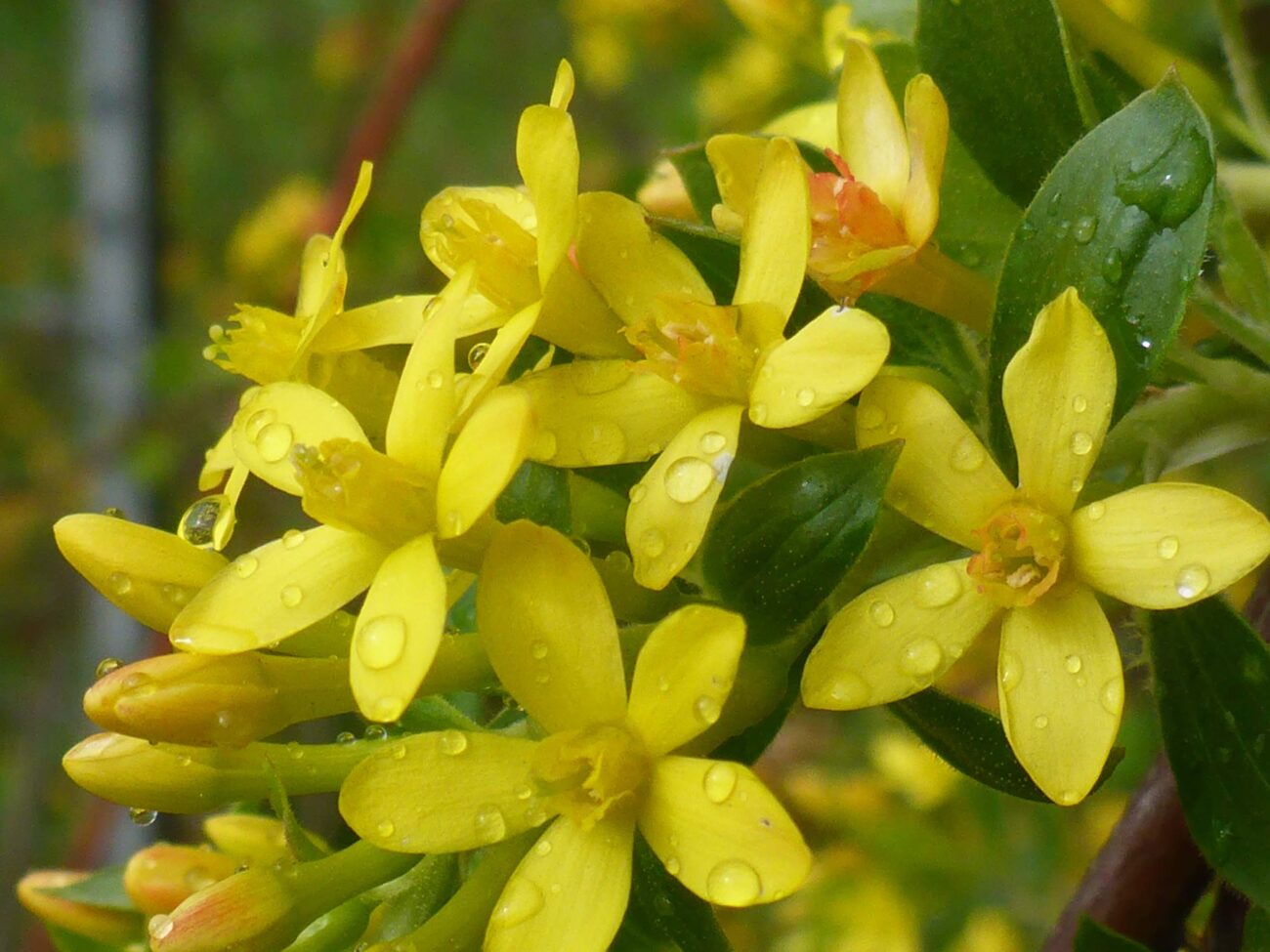 Golden currant. D. Burk.