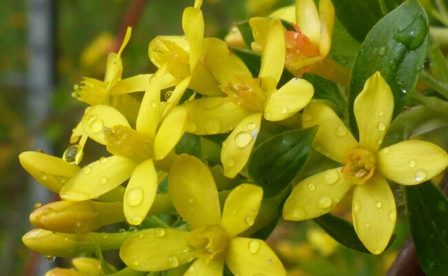 Golden currant. D. Burk.