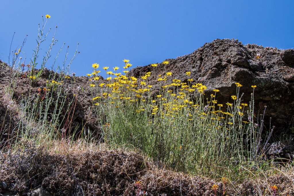 Large-flowered woolly-sunflower. G. Lockett.