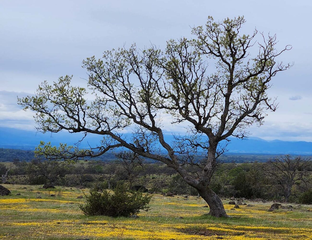 Blue oak at Hog Lake. J. Malik.
