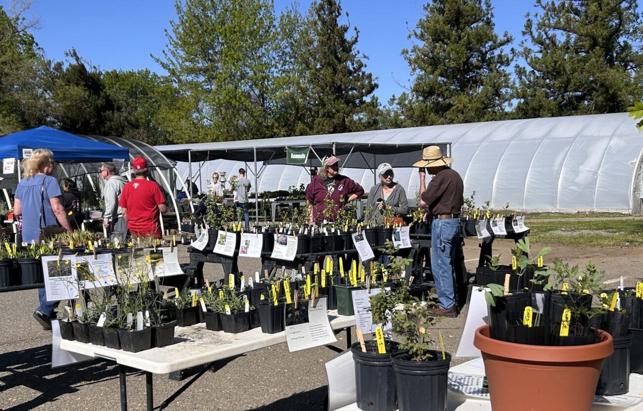 Dan Fehr at the plant sale. MA McCrary.