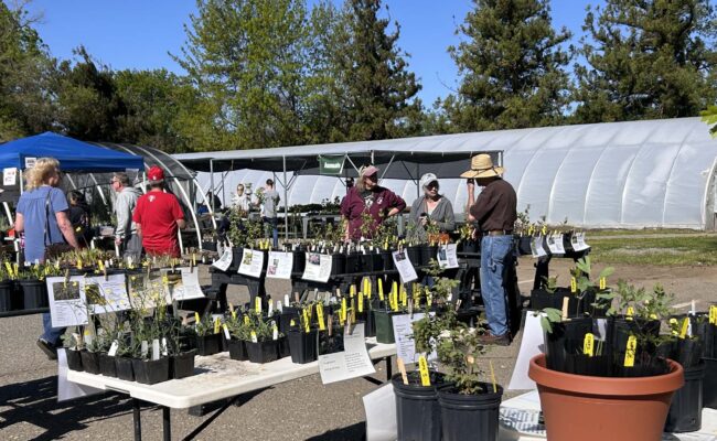 Dan Fehr at the plant sale. MA McCrary.