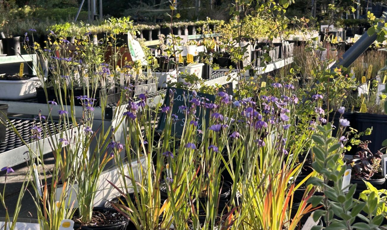 Evening sunlight in the nursery. MA McCrary.
