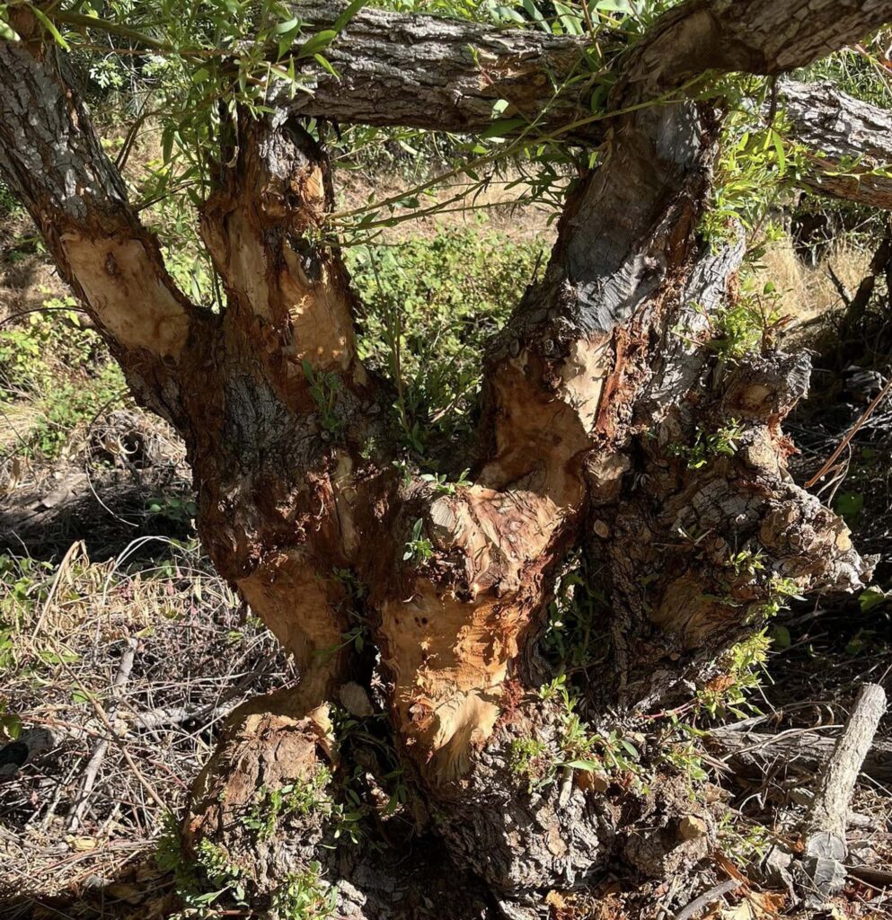 Beaver-chewed tree. J. Kelley.