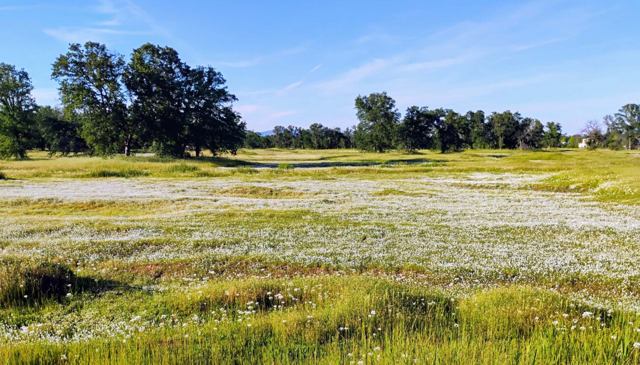 Vernal pool in bloom. D. Ledger.