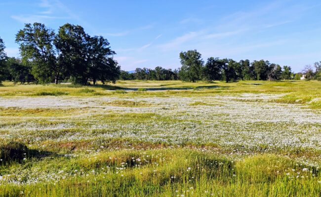 Vernal pool in bloom. D. Ledger.