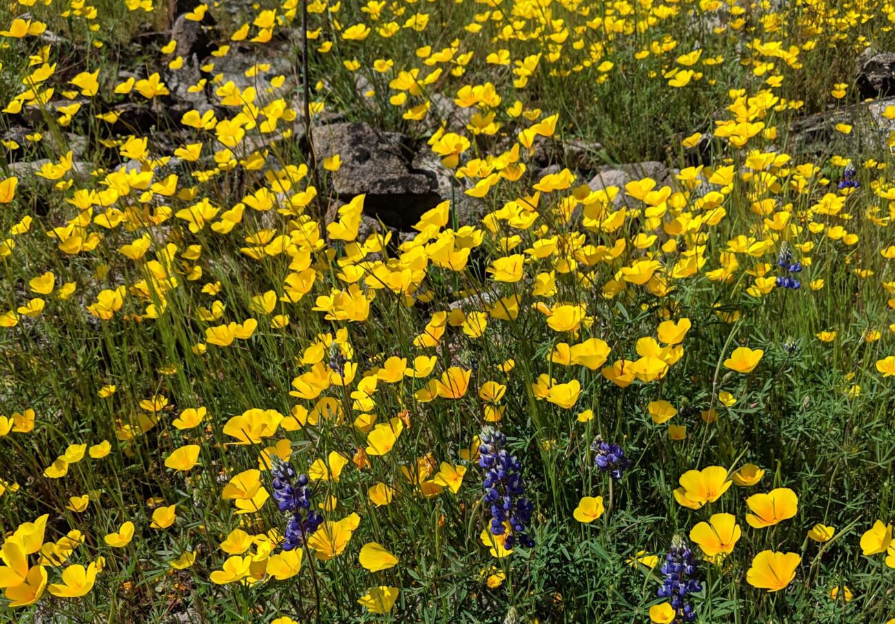 Poppy super bloom. J. Kierstead