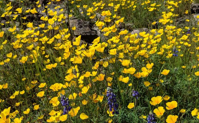 Poppy super bloom. J. Kierstead