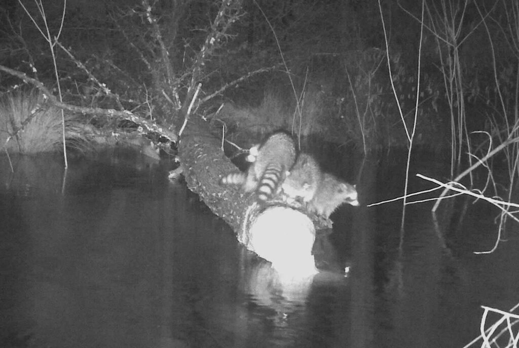 Raccoons on beaver-felled tree. R. Morris.