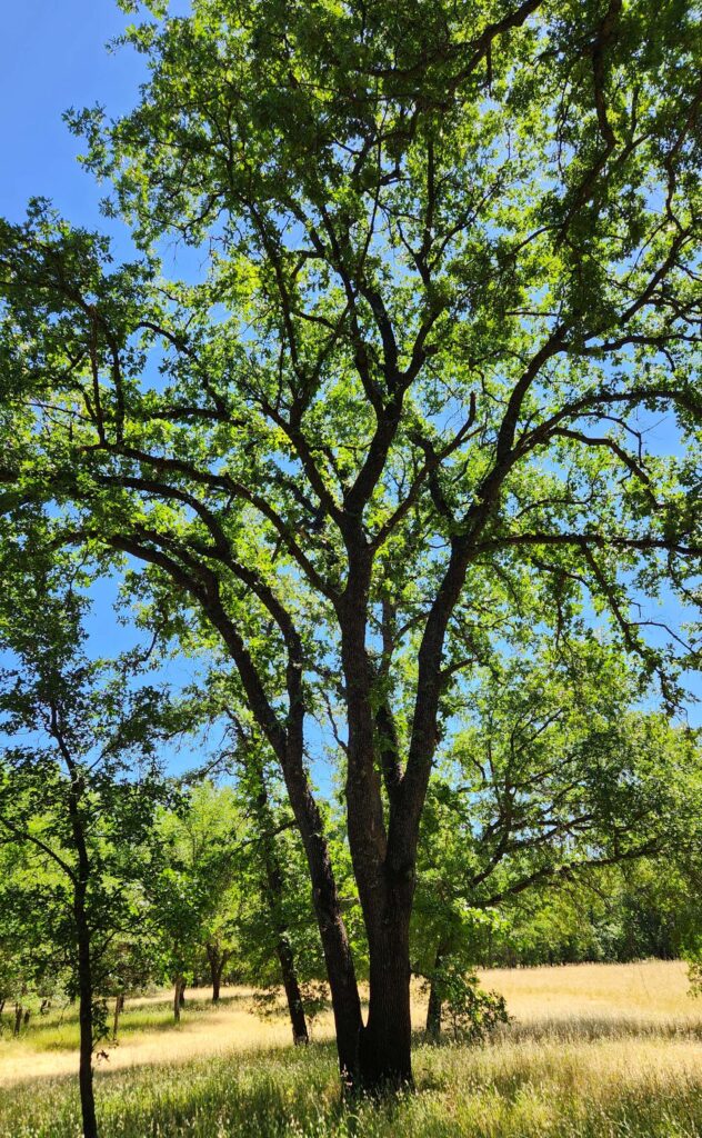 Oak tree. J. Malik.