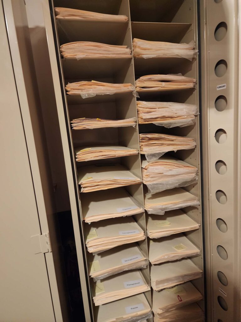 One of two herbarium cabinets. D. Burk.