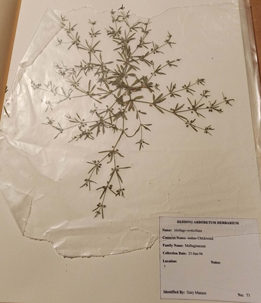 Perfectly mounted specimen. D. Burk.