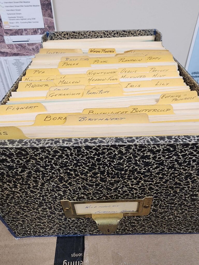 Carolyn Bond's file box of wildflower specimens. D. Burk.