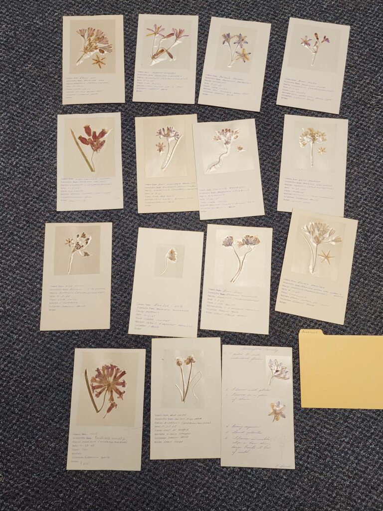 Carolyn Bond's wildflower specimens. D. Burk.