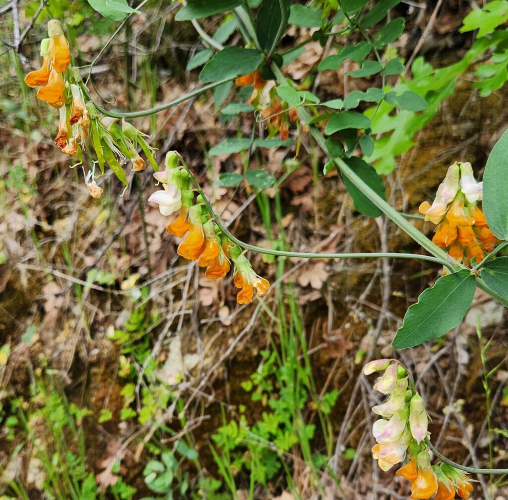 Sulphur pea. J. Malik.