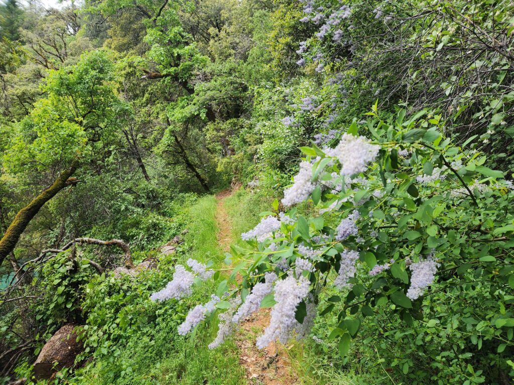 Hirz Bay Trail. D. Burk.