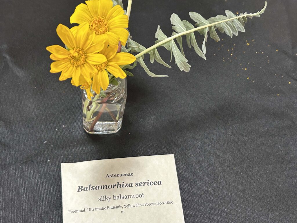 Silky balsamroot. MA. McCrary.