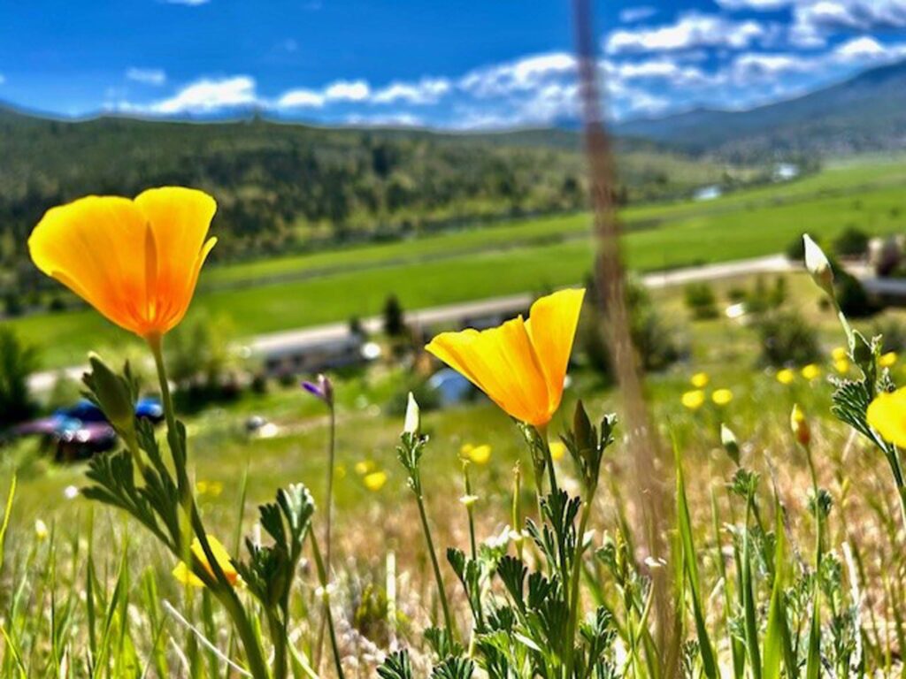 Tied for First Place: The Poppies, by Ignacio Bucio.