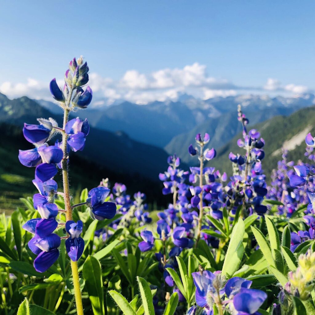 Third Place winner: Lupine, by Jae Marie.