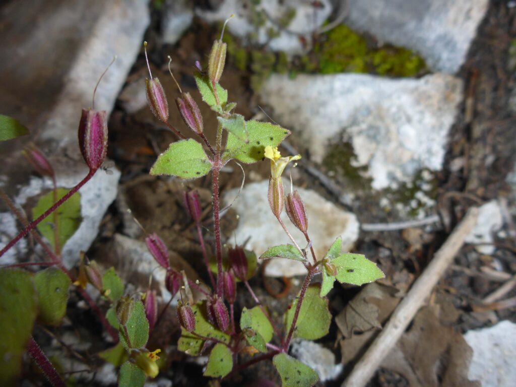 Shasta limestone monkeyflower. D. Burk.