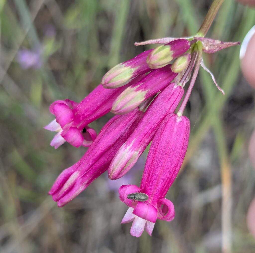 Rose firecracker-flower. R. Redlich.