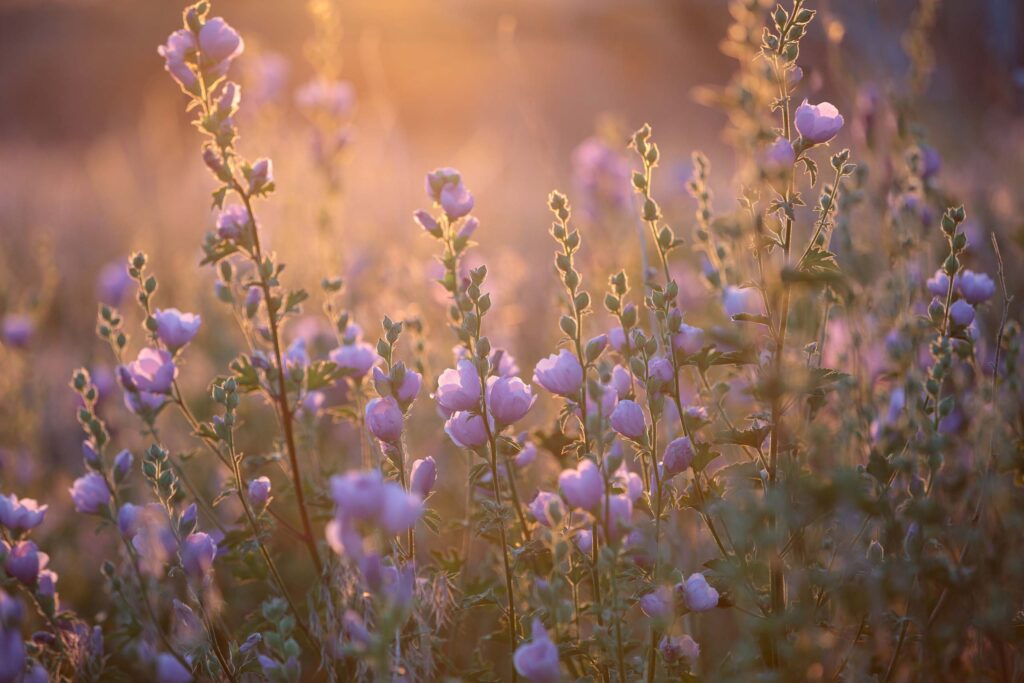 Second Place winner, Baker's Globe Mallow, by Patty Hood.
