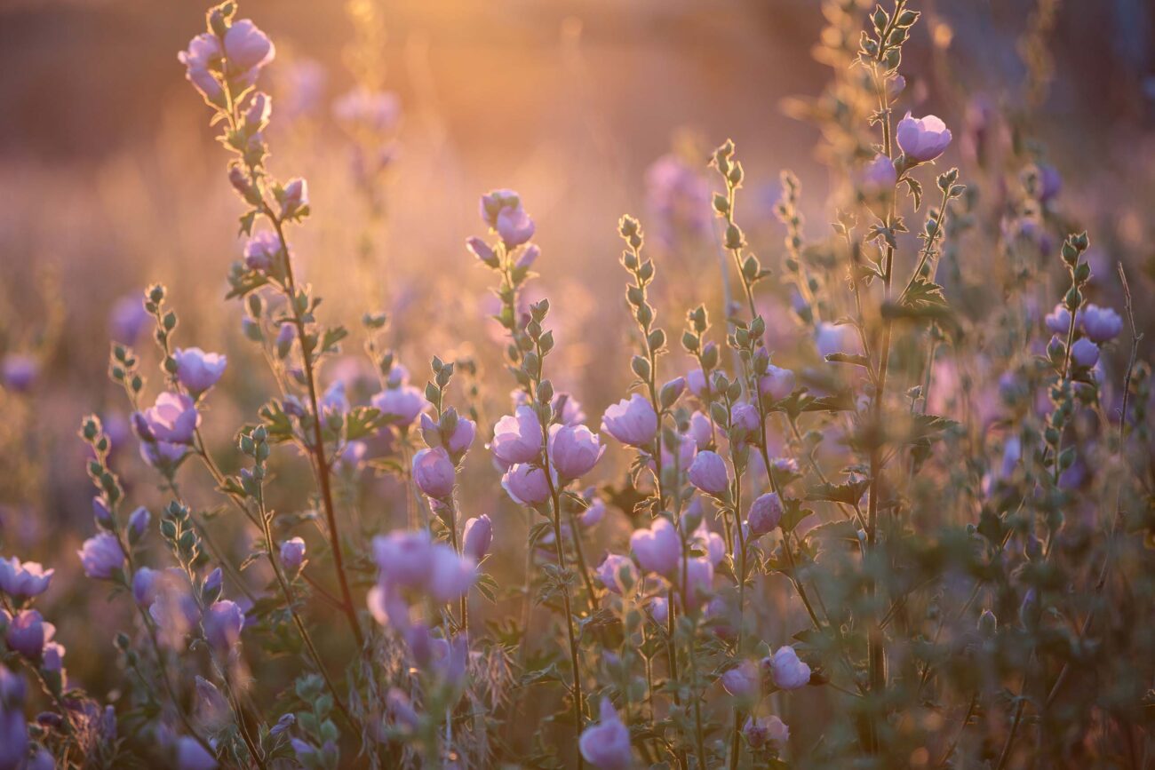 Second Place winner, Baker's Globe Mallow, by Patty Hood.