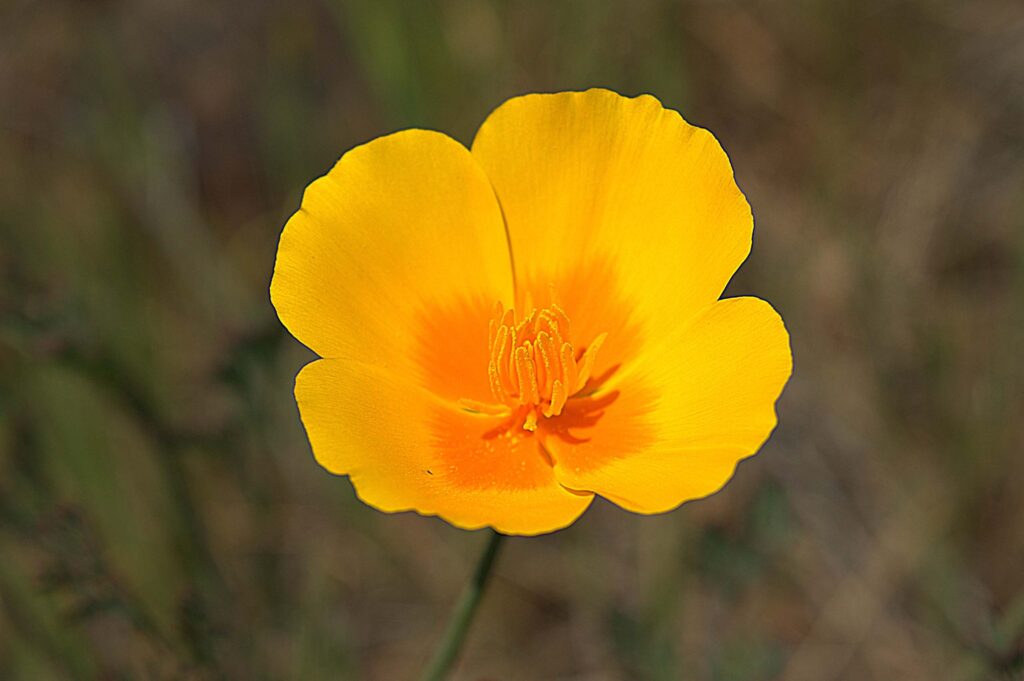 Tied for First Place, The Last Poppy.