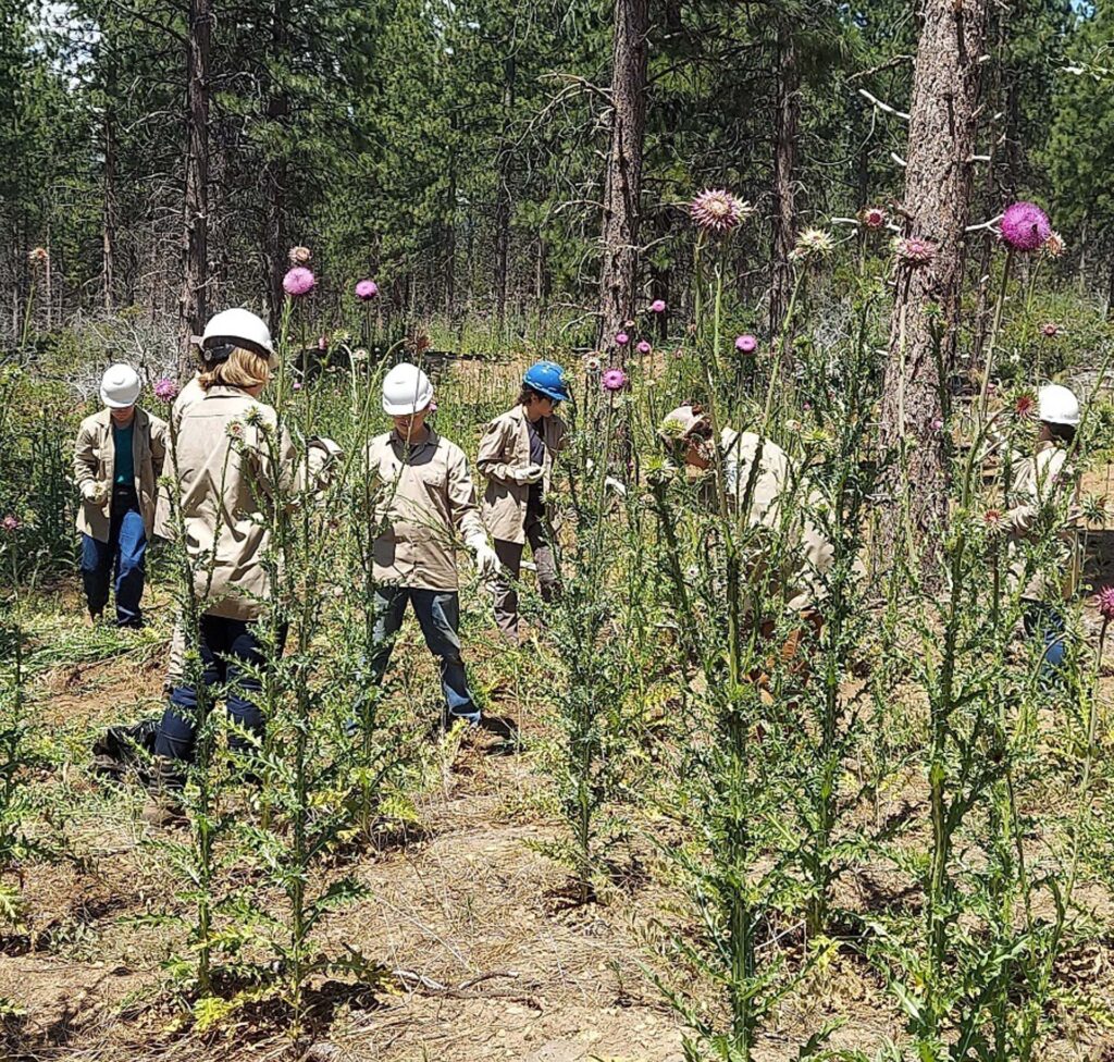 Ellery's crew pulling thistle. S. Dondelinger.