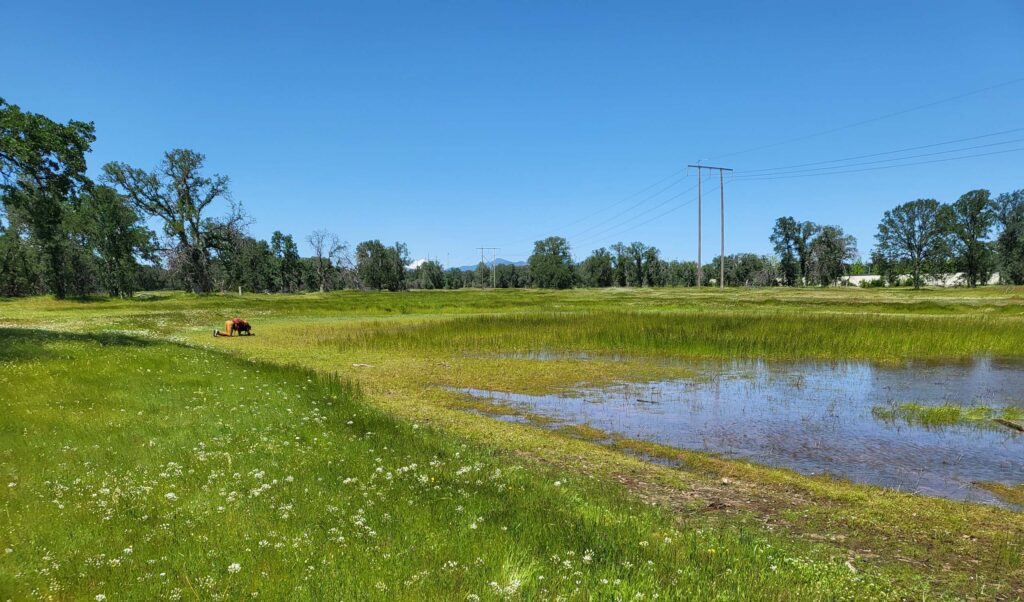 Redding vernal pool. D. Mandel.