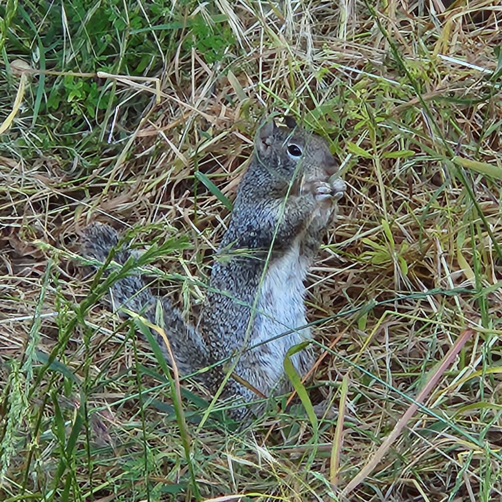A gray colored squirrel in grass. Photo by J. Malik.