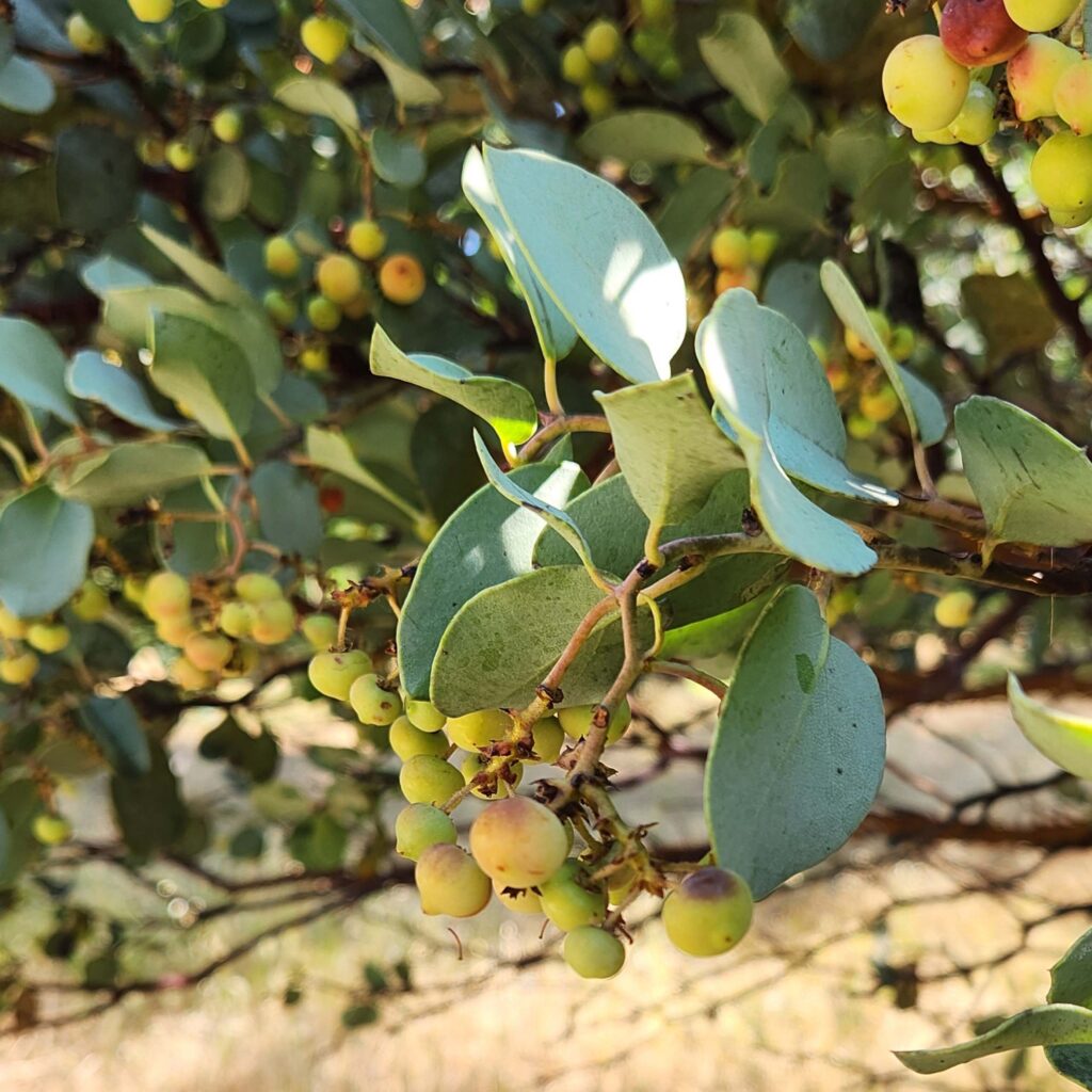 Manzanita leaves and light green berries. Photo by J. Malik.