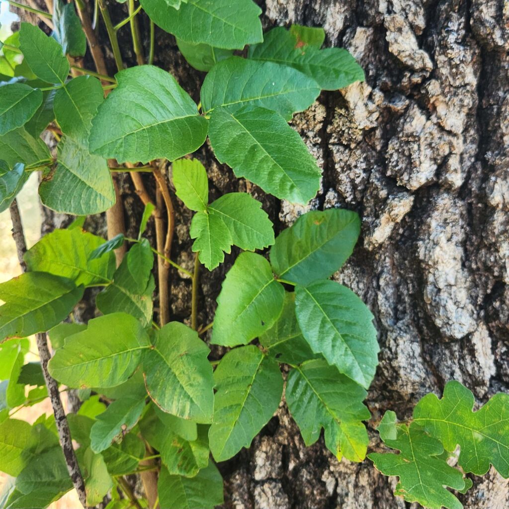 Green poison oak leaves climbing up a tree. Photo by J. Malik.