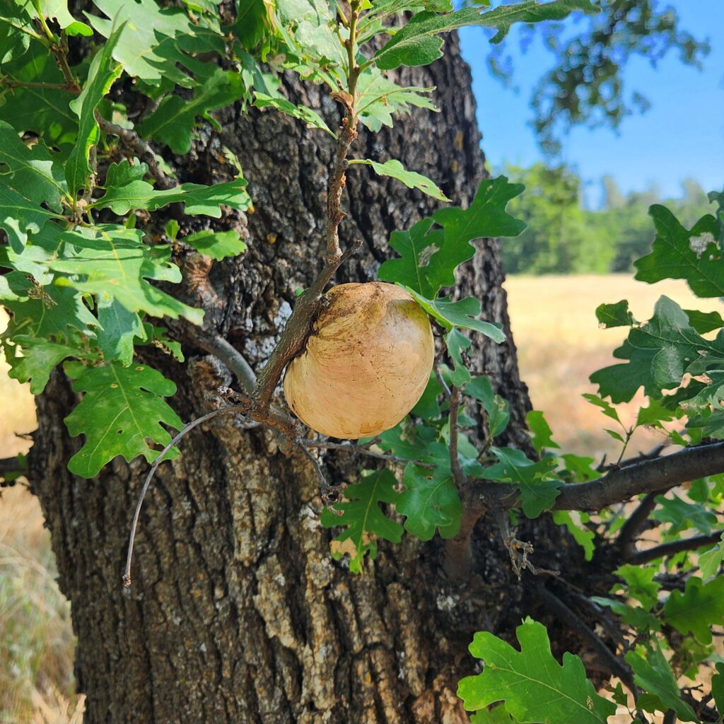 An oak gall on a small branch, surrounded by green oak leaves. Photo by J. Malik.