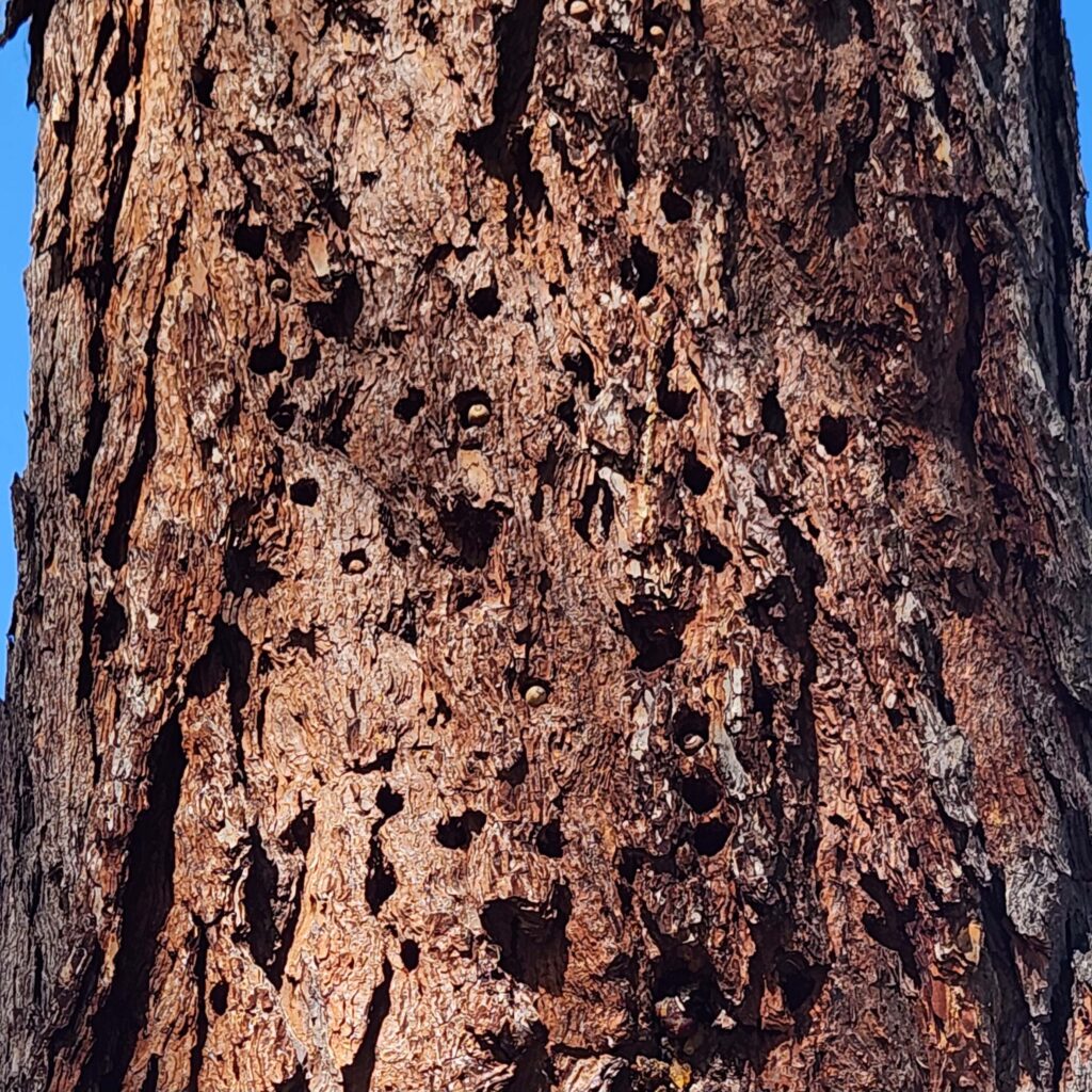 Many small holes in a tree, some with acorns cached in them. Photo by J. Malik.