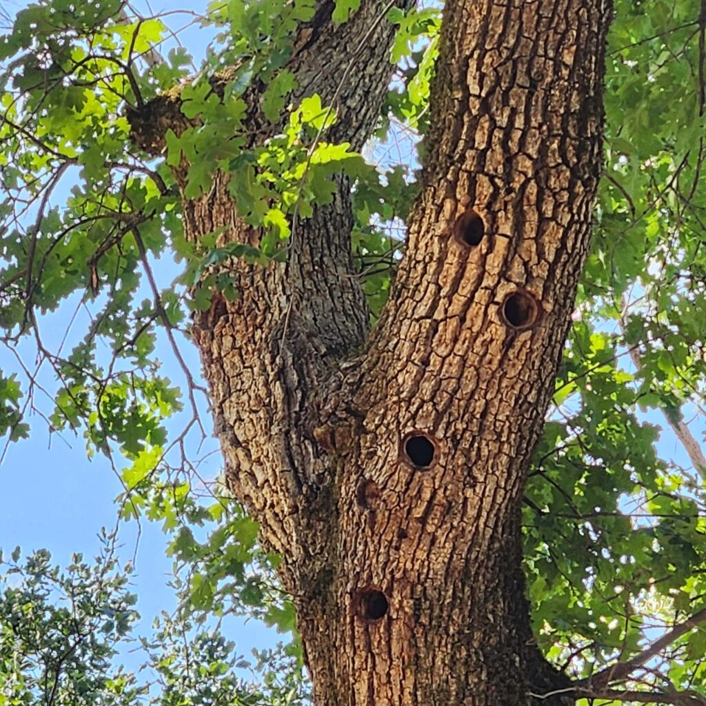 Acorn woodpecker nesting holes on a large oak tree branch. Photo by J. Malik.