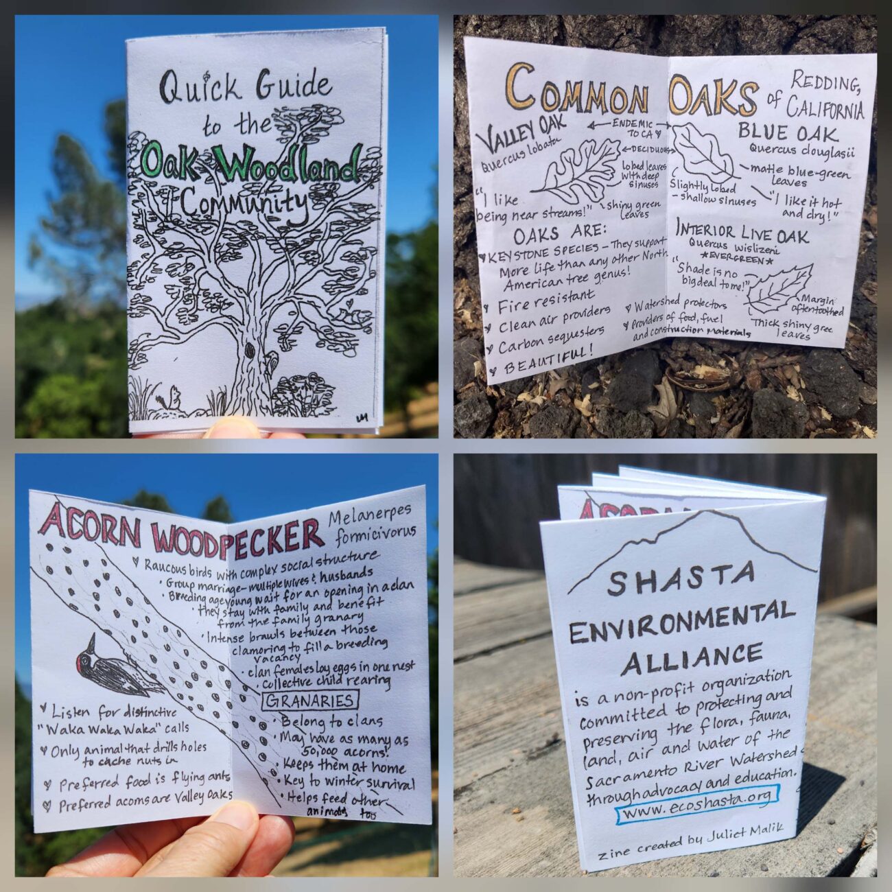 A collage of a hand-drawn zine by Juliet Malik, showing and explaining the natural features along the hike, including acorn woodpeckers and common oak varieties.