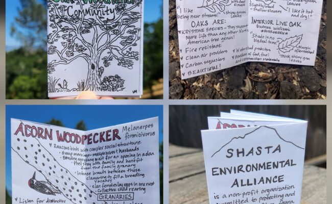 A collage of a hand-drawn zine by Juliet Malik, showing and explaining the natural features along the hike, including acorn woodpeckers and common oak varieties.