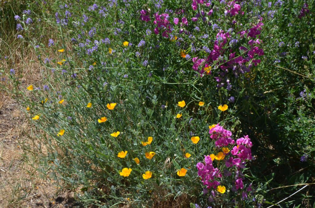 California poppies, sweet peas and alfalfa at the Spring Hill Field Trip. Photo by Holly White-Wolfe.