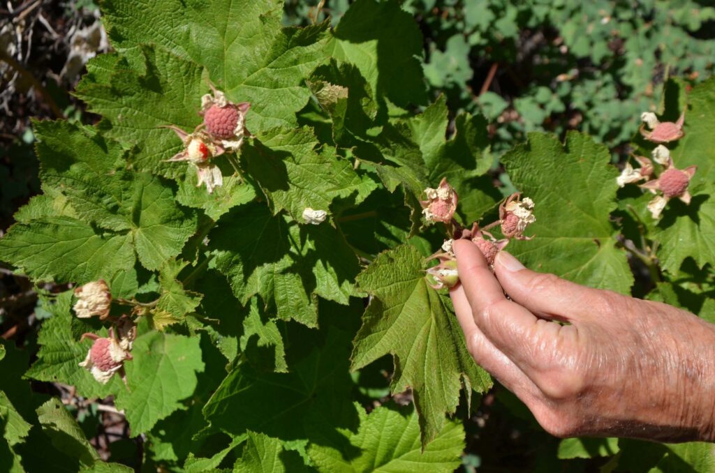 MaryAnn McCrary shows thimbleberries to the hikers on Spring Hill Trail. Photo by Holly White-Wolfe.  June 29, 2025.