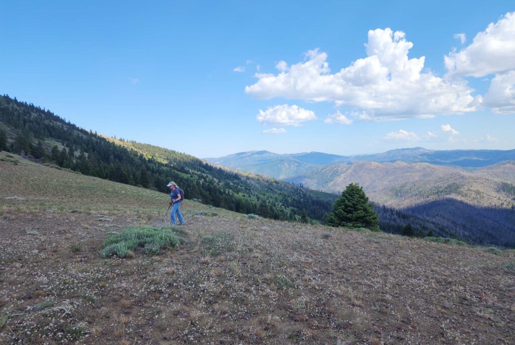 Saddle on the ridgetop, Pettijohn Trail, Yolla Bolly-Middle Eel Wilderness. June 29, 2025. D. Burk.