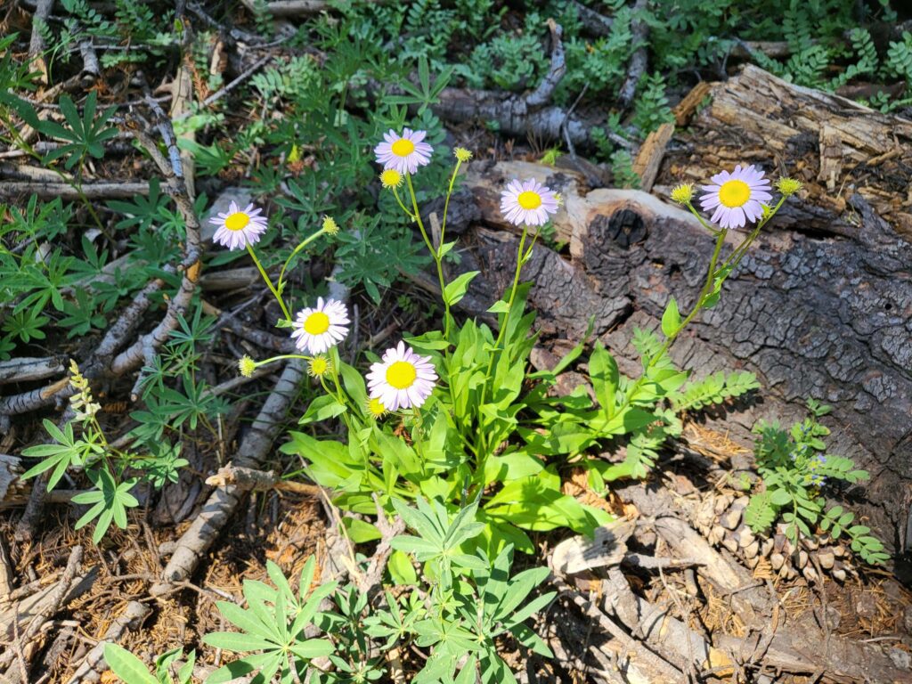 Aster at Paradise Meadows. Photo by Doug Mandel. July 12, 2025. Lassen.